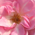 Pink - Bed and borders rose - floribunda - Mevrouw Nathalie Nypels